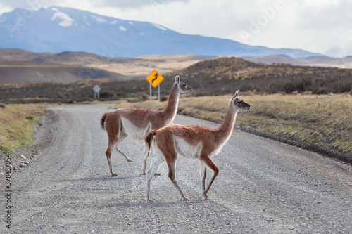 Guanaco on the road Torres del Paine national park.
