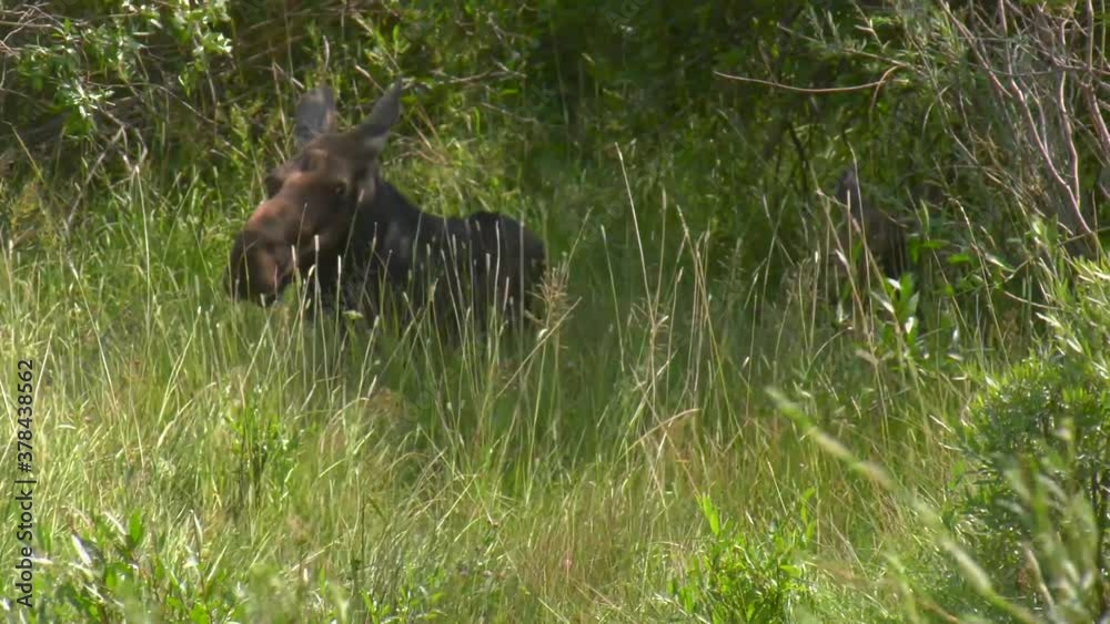 Moose cow and her calf hidden in blowing grasses Moose cow and her calf hidden in blowing grasses