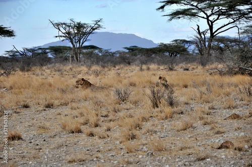 Dwie lwice. Wieczór w rezerwacie Buffalo Springs (Kenia) © Lancan