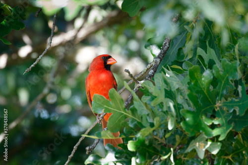 A male Cardinal (cardinalis cardinalis) at a feeder