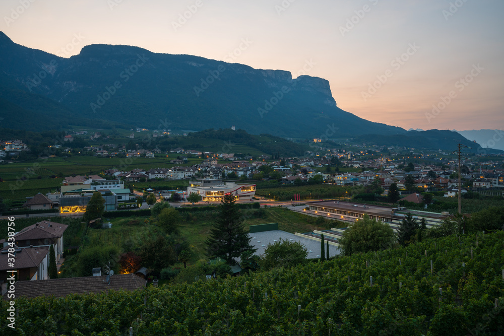 Fototapeta premium View of the grape orchards in South Tyrol, Italy.