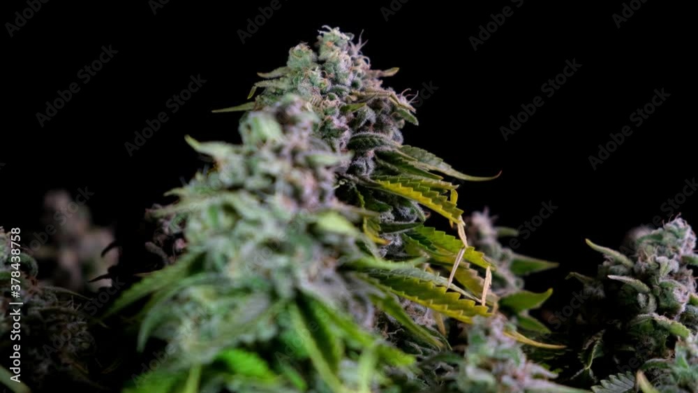 Out of the darkness comes a cannabis bush ready for harvest. Big buds with lots of THC and CBD. Medical marijuana. Out of the darkness comes a cannabis bush ready for harvest. Big buds with lots of THC and CBD. Medical marijuana.