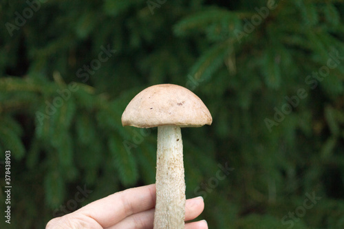Woman's hand holding a mushroom on the background of a Christmas tree