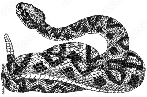 Black and white vector illustration of rattlesnake