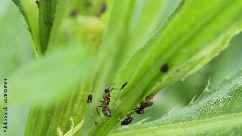 garden ants guard the black aphid colony. macro shooting garden ants guard the black aphid colony. macro shooting