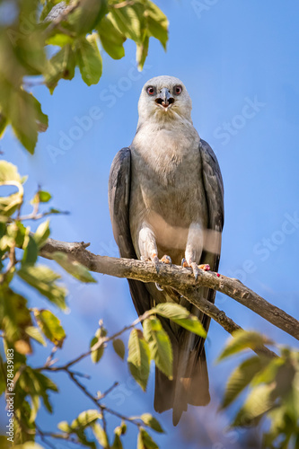 Mississippi Kite (Ictinia mississippiensis) perched in a tree photo