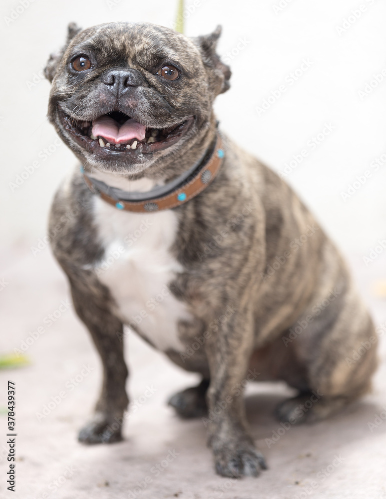 6-Years-Old Female Frenchie Sitting and Sticking Tongue Out