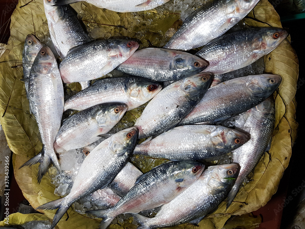 Five-spot Herring, Hilsa Kelee shad Tenualosa ilisha fishes on ice for sale in fish market with silvery scale Five-spot Herring, Hilsa Kelee shad Tenualosa ilisha fishes on ice for sale in fish market with silvery scale