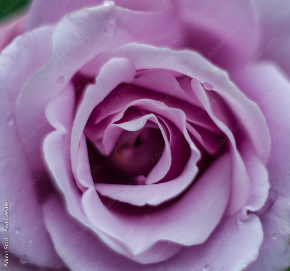 Beautiful fresh roses grow outdoors in the summer