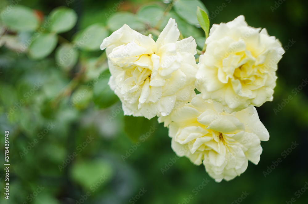 Beautiful fresh roses grow outdoors in the summer Beautiful fresh roses grow outdoors in the summer