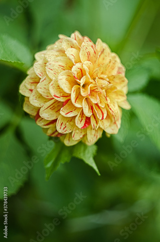 Beautiful large and different colors of dahlias,