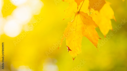 Yellow maple leaves on a blurred background. Autumn background with maple leaves. Creative wallpapers. Copy space