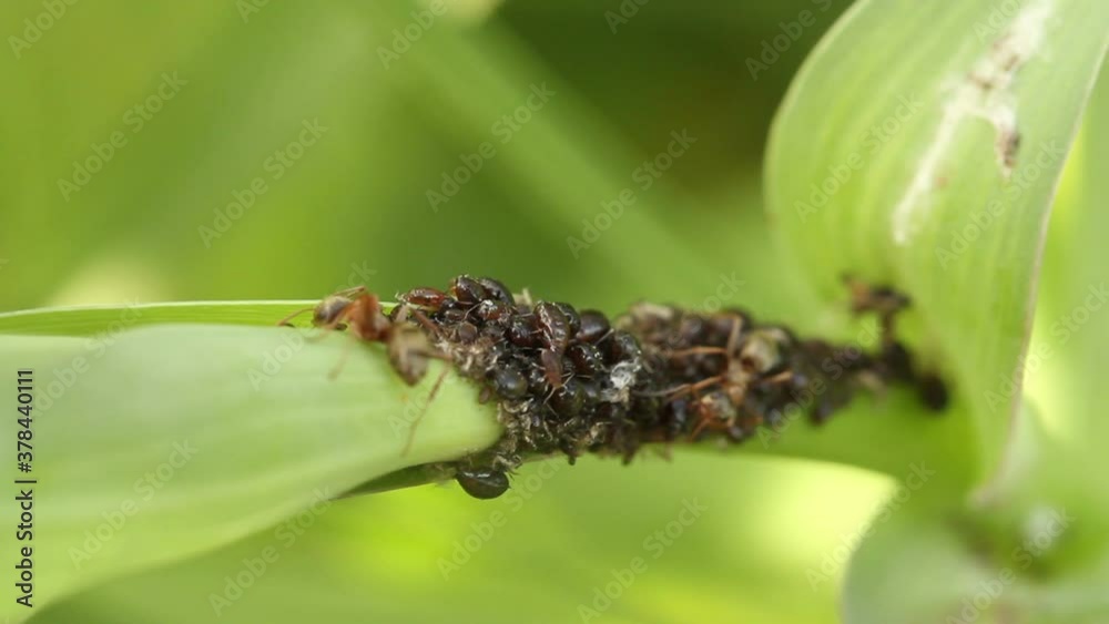 garden ants guard the black aphid colony. macro shooting garden ants guard the black aphid colony. macro shooting