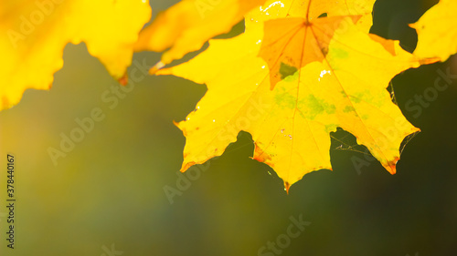 Yellow maple leaves on a blurred background. Autumn background with maple leaves. Creative wallpapers. Copy space