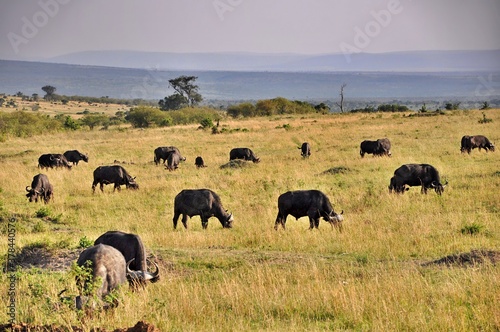 Stado bawołów afrykańskich (Syncerus caffer). Rezerwat Masai Mara (Kenia)