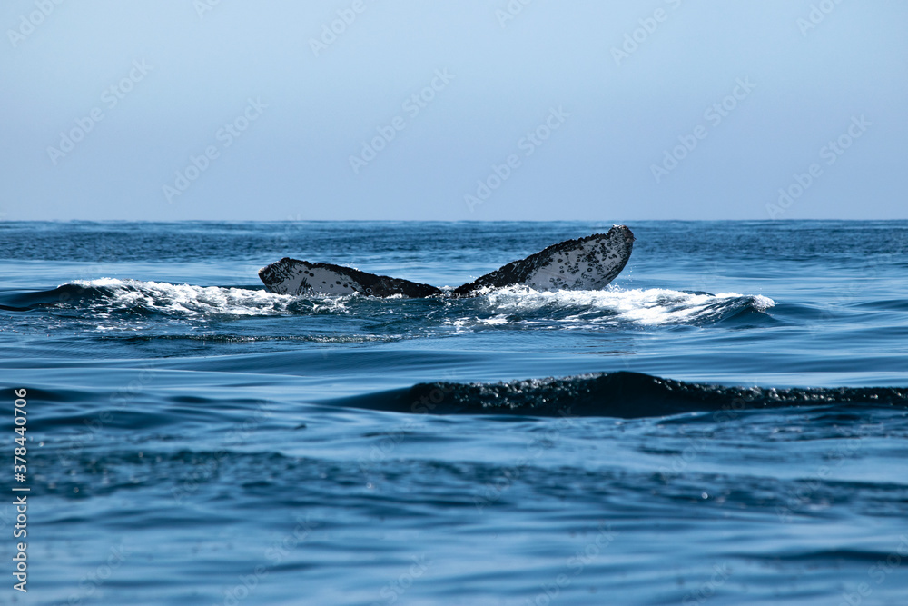 Tail fin of a humpback whale above surface of the ocean. Pacific ocean, Puerto Vallarta. Jal. México.