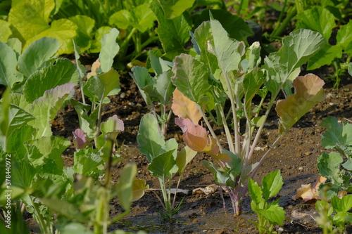 Garden Vegetables