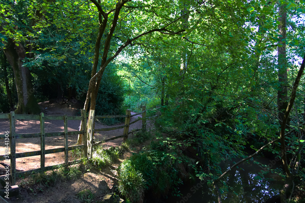 path in the forest by a stream path in the forest by a stream