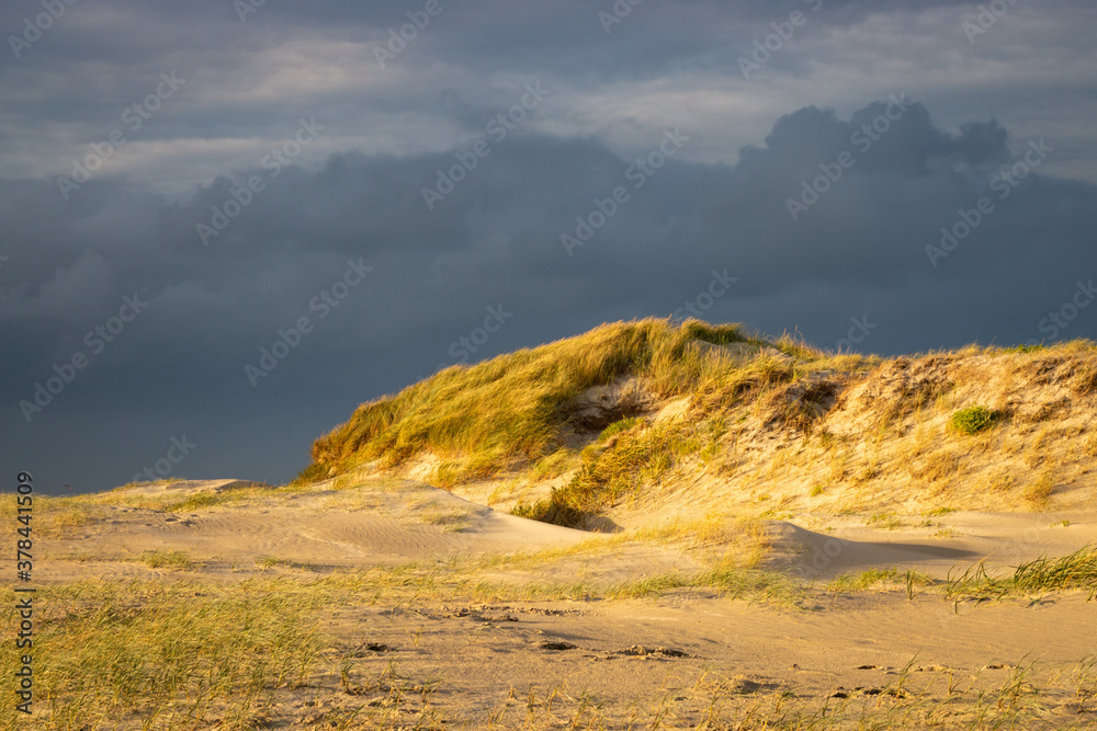 Dunes at north sea beach at sunset in front of dark clouds.