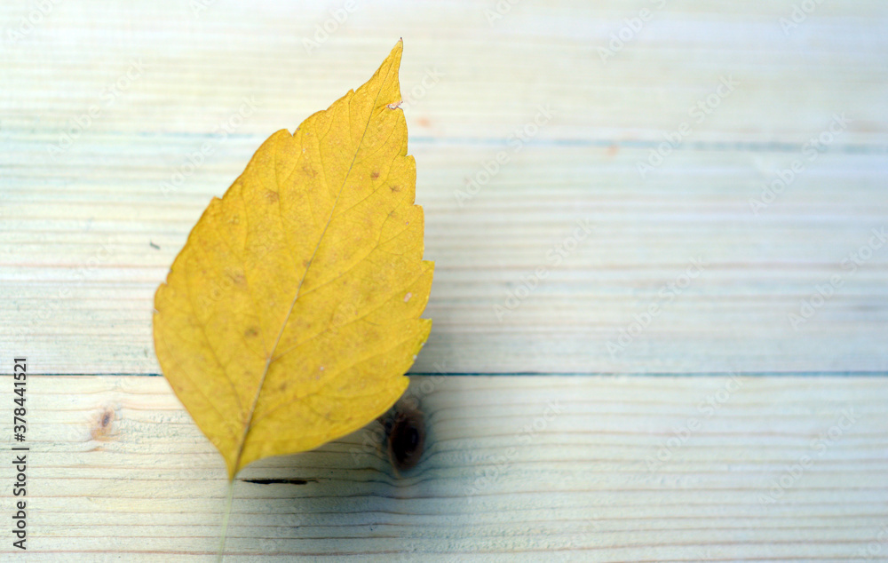 cherry leaf spice on a bluish table cherry leaf spice on a bluish table