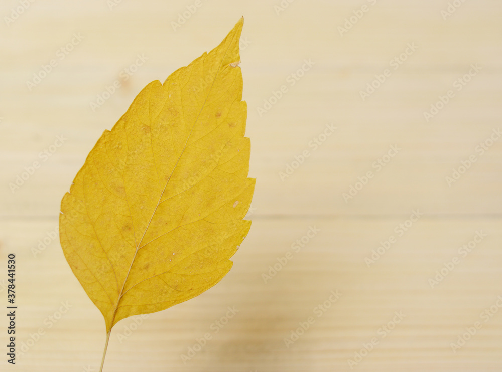 cherry leaf from the background to the table cherry leaf from the background to the table