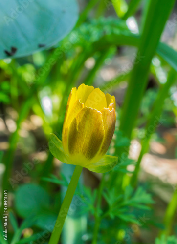 A partially open Lesser Celandine showing its almost transparent sepals. photo