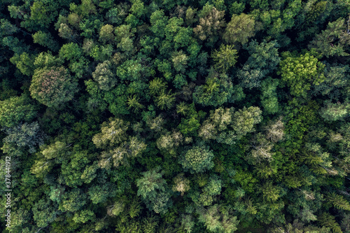 Aerial view of the green forest in early autumn © smiltena
