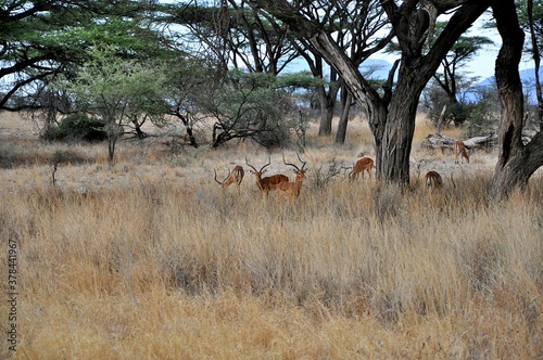 Stado dorodnych samców antylopy impala (Aepyceros melampus).  Rezerwat Buffalo Spriings, wieczór (Kenia)
