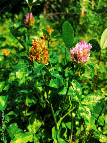 red and yellow flowers photo