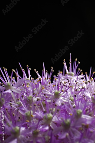 Close up of the tiny flowers of a Giant Onion, scientific name Allium giganteum photo