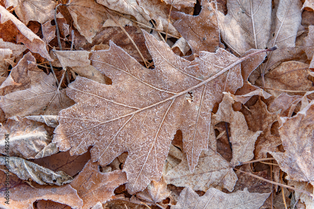 Frosty leaves fall colours organic material landscape Frosty leaves fall colours organic material landscape