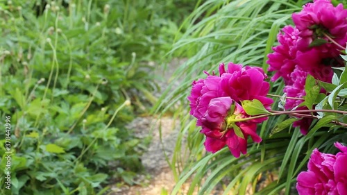 Wallpaper Mural blooming scarlet peonies sway slowly in the wind. flower bed in the garden Torontodigital.ca