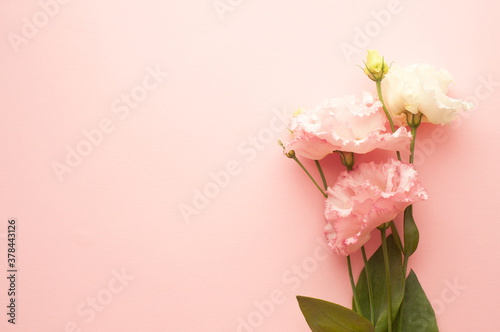 Beautiful pink and white eustoma flower  lisianthus  in full bloom with green leaves. Bouquet of flowers on pink background..Copy space