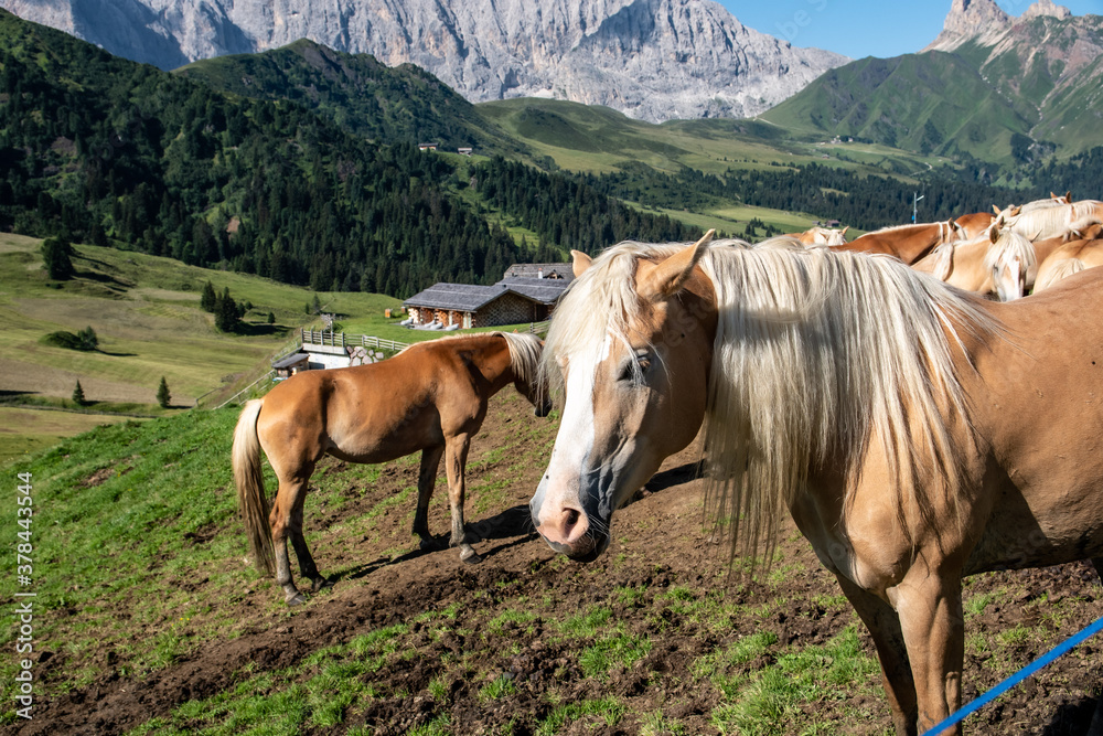 Aveglinese or Haflinger horses in a herd on a pasture on the Alpe di Siusi, South Tyrol.