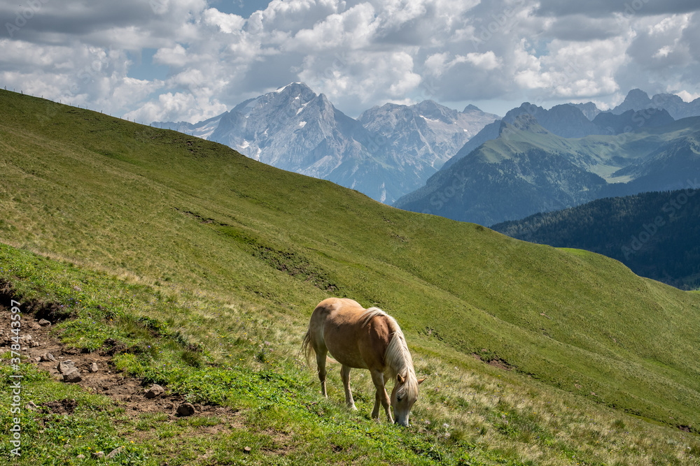 Aveglinese horse on a pasture of the Alpe di Siusi, South Tyrol.

