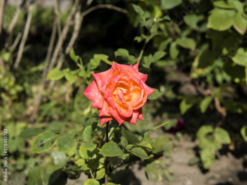 Orange flowers