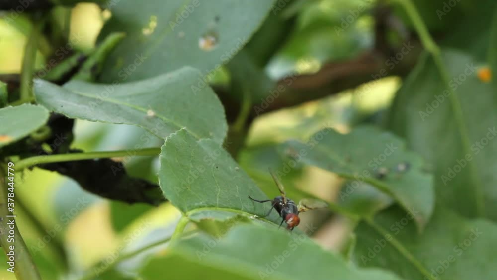 fly crawling on a leaf of a tree fly crawling on a leaf of a tree
