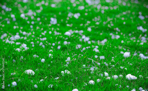 Flakes and balls of ice crystals on green grass after a hail storm appearing scenic in a shallow depth of field landscape image