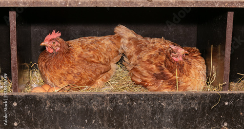 Canvas-taulu laying hens in a nest box