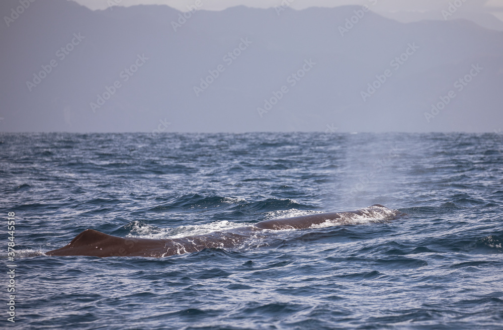 A sperm whales blow is seen along the coast of New Zealand. A sperm whales blow is seen along the coast of New Zealand.