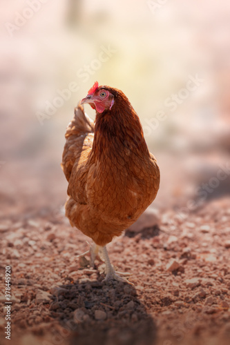 free-range laying hen outdoors in summer