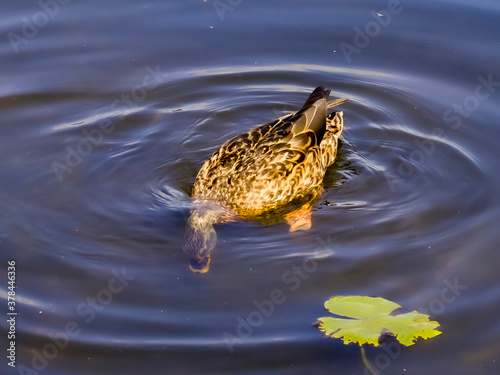 ducks on the lake