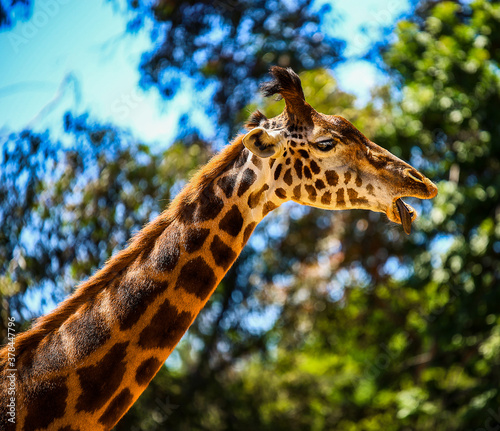 Photography giraffe in the zoo