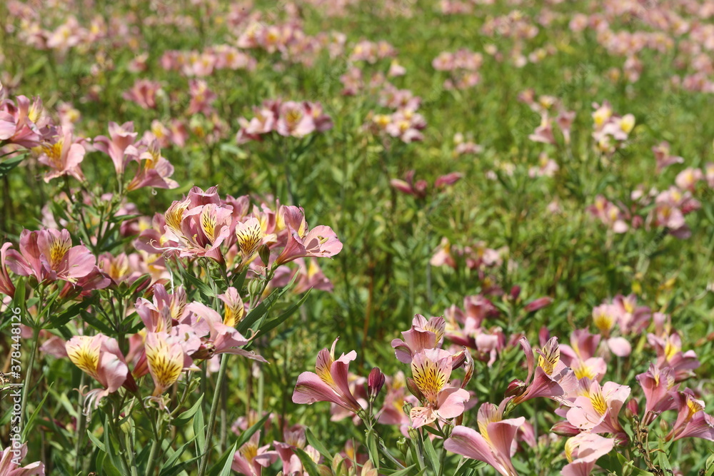 アルストロメリアの花畑 アルストロメリアの花畑