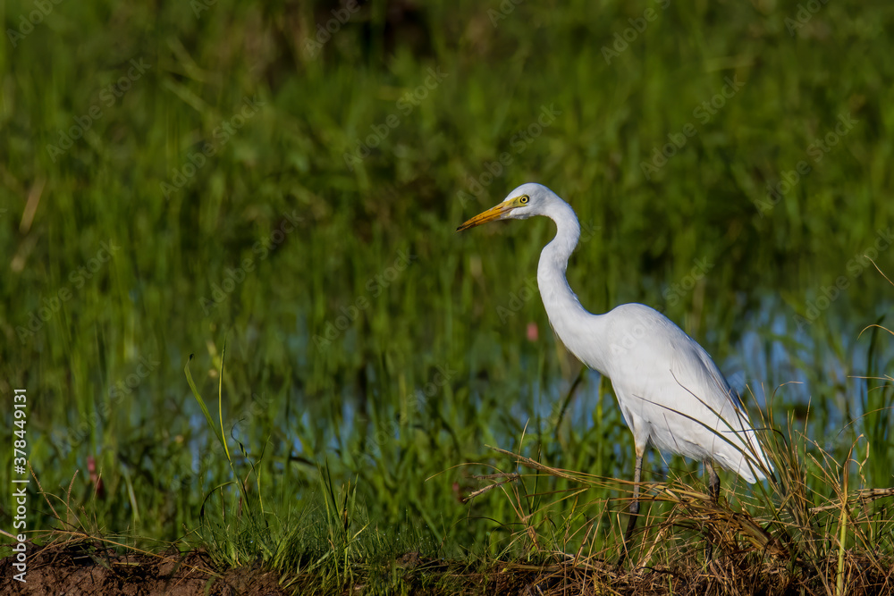 Nature wildlife image of Great Egret bird walk on paddy field Nature wildlife image of Great Egret bird walk on paddy field