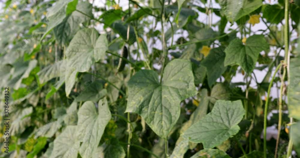 cucumber greenhouses