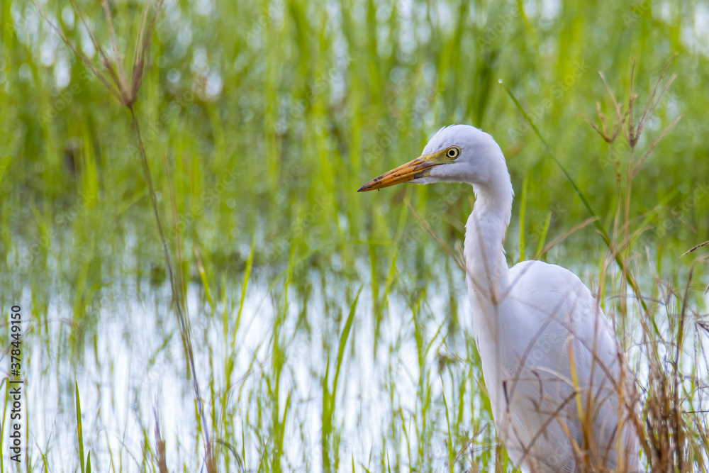 Nature wildlife image of Great Egret bird walk on paddy field Nature wildlife image of Great Egret bird walk on paddy field