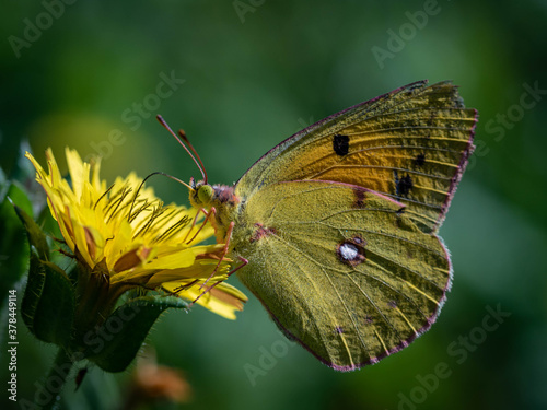 Papillon sur fleur jaune. photo