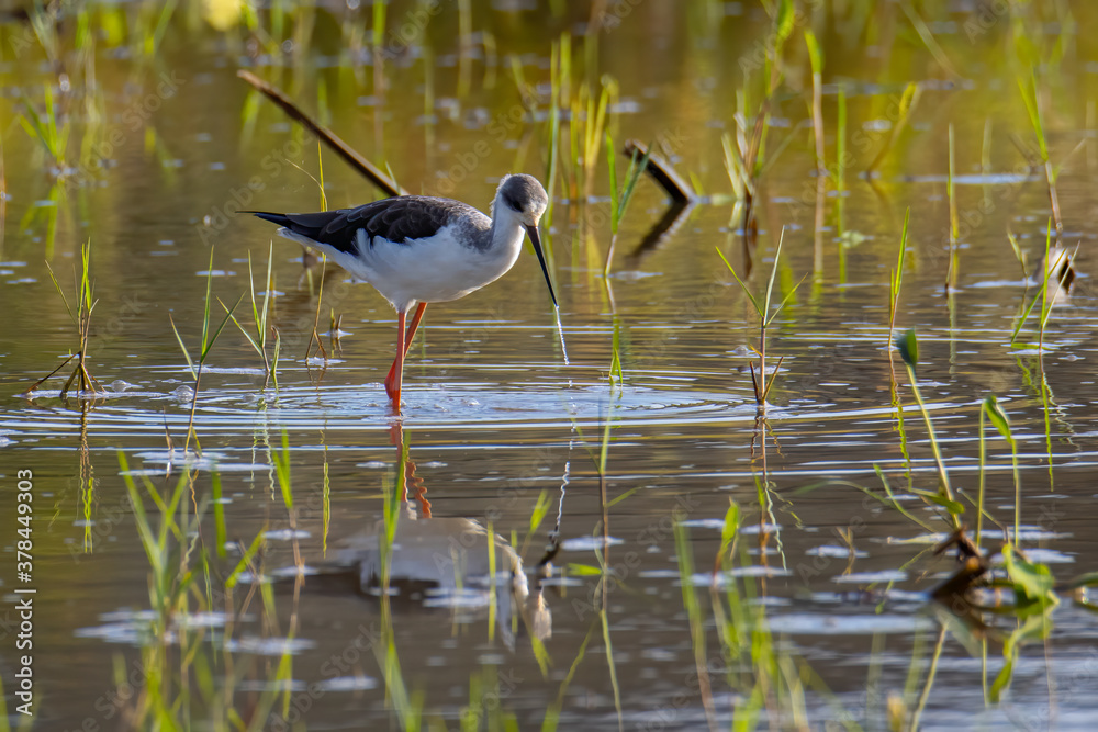 Obraz premium Nature wildlife image of cute Black-winged stilt bird walk on paddy filed.