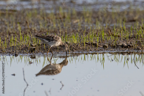 Nature wildlife image of cute water bird Wood Sandpiper photo